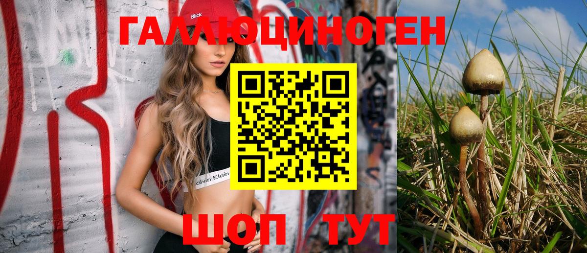 закладки  Псилоцибиновые грибы Psilocybine cubensis  Вход с VPN  Кизилюрт 